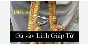 Đặc điểm nhận biết gà có vảy linh giáp tử