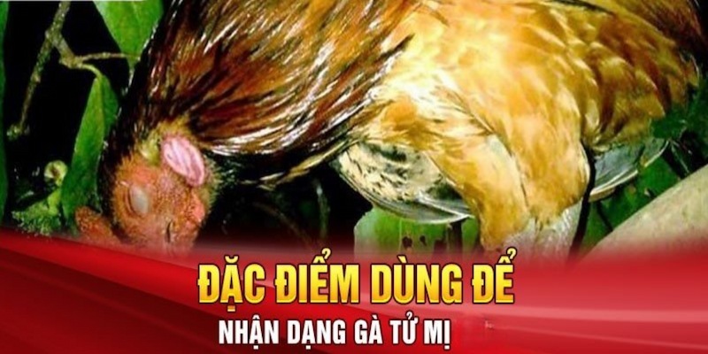 Gà tử mị có những điểm nhận diện riêng