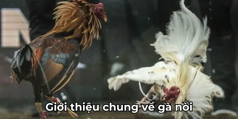 Giới thiệu chung về gà nòi